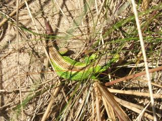 Male sand lizard showing its bright green markings down the side of his body (Christian Middle)